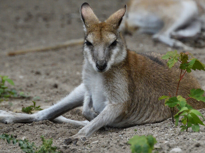 20200525_Flinkwallaby_GemmaBorrell_Hellabrunn