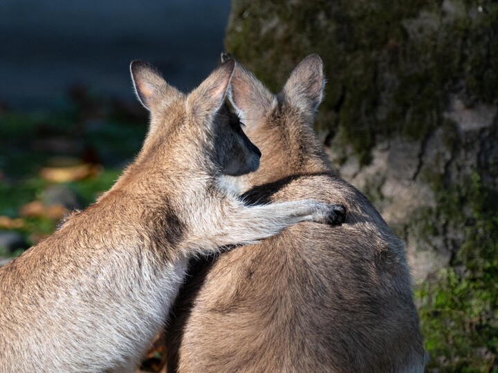 Zwei Flinkwallabys von hinten, die sich umarmen