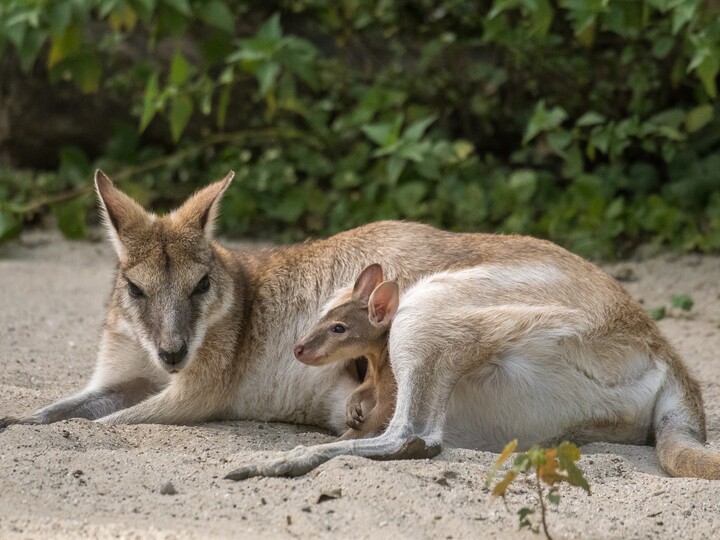 Flinkwallaby_Hellabrunn_2017_Daniela Hierl (1)