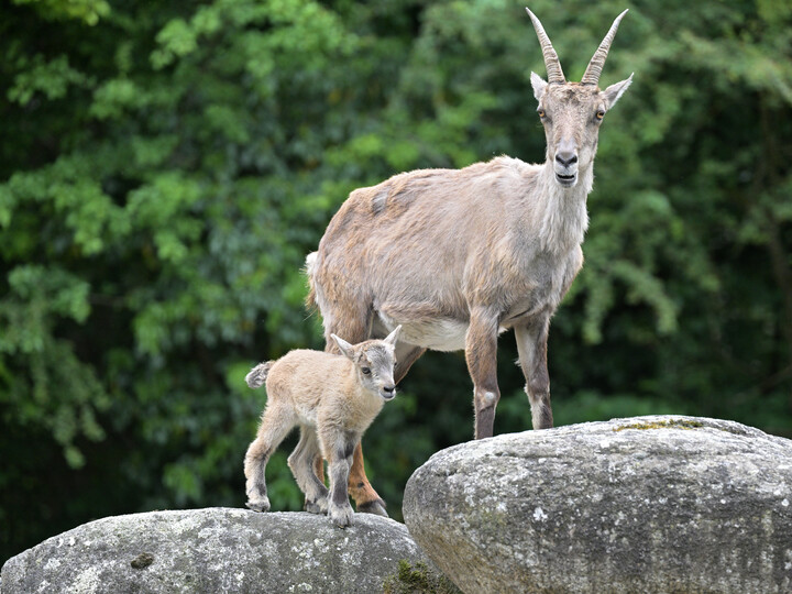 Alpensteinbock