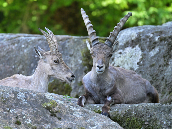 Alpensteinbock
