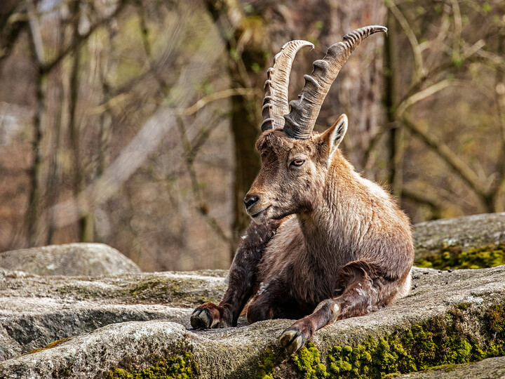 Alpensteinbock