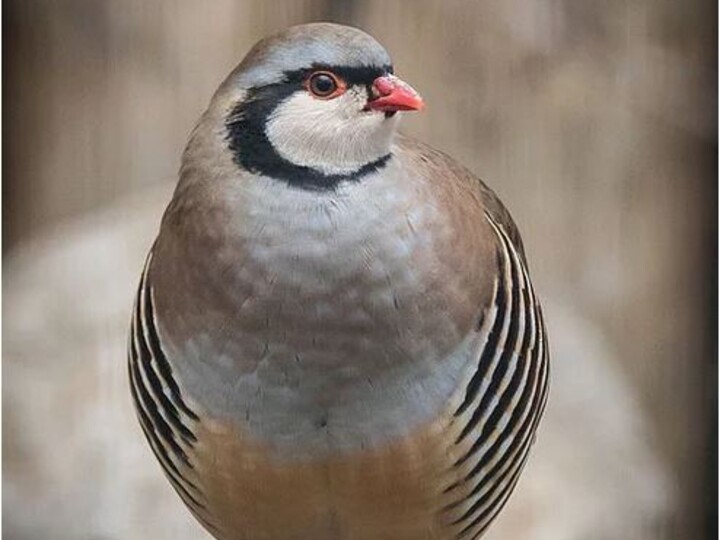 Alpensteinhuhn_Website_TPH