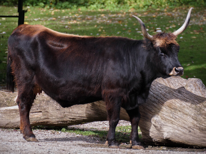 Auerochse_Hellabrunn_2013_Fran Wiesner (1)
