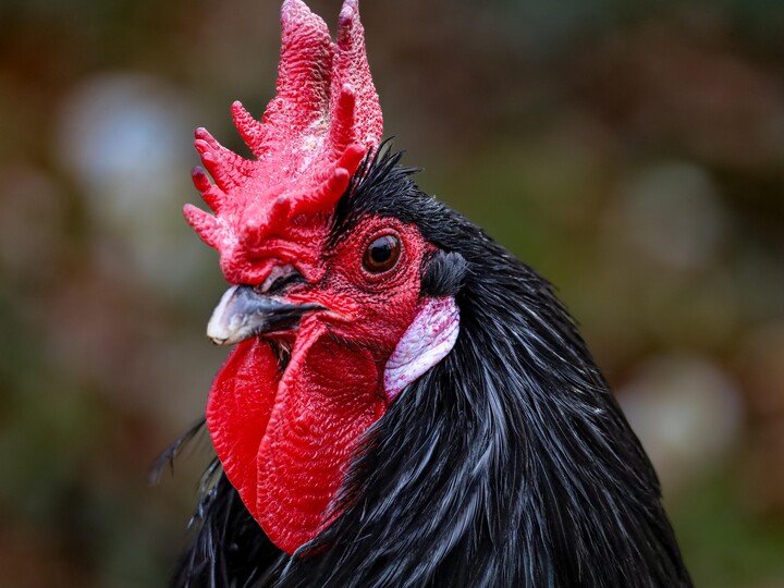 2026-02-13_Augsburger-Huhn_Felix_Albrecht
