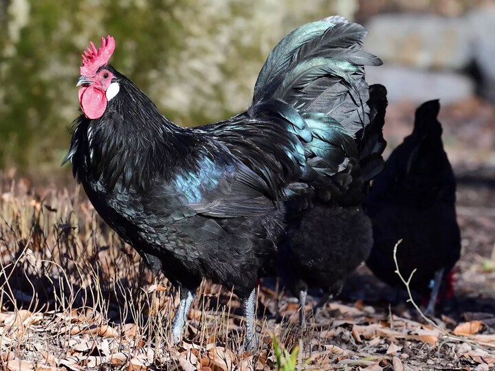Augsburger Huhn_Gemma Borrell