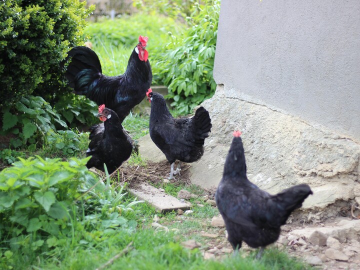 Augsburger Huhn_Oliver Schmidt (3)