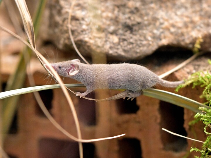 2025-11-08_Etruskerspitzmaus_Birgit_Mohr
