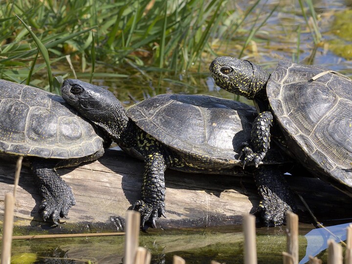 20210331_Sumpfschildkroete_GemmaBorrell_ Hellabrunn