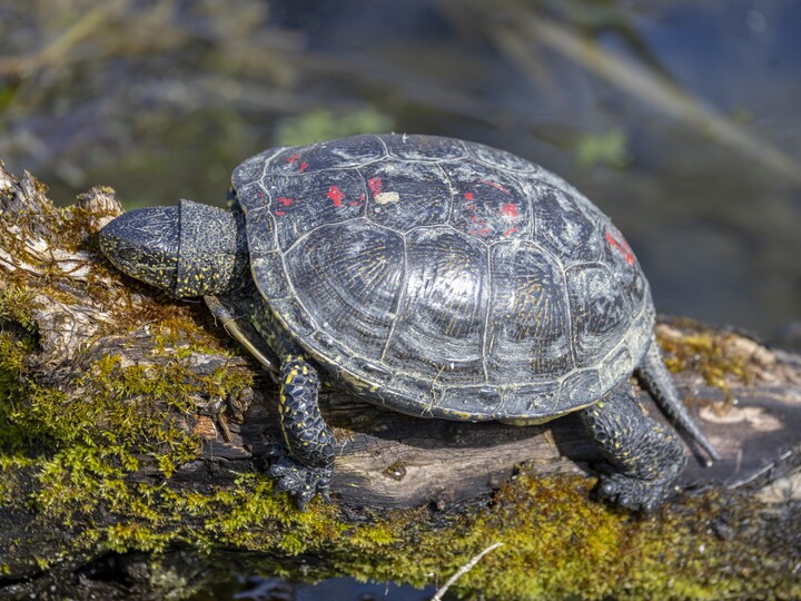 2026-03-20_Europäische-Sumpfschildkröte_Julien_Huber