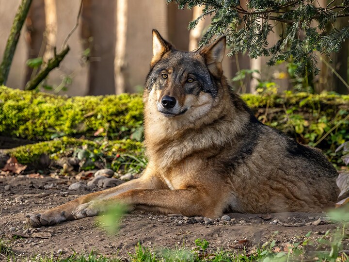 2025-11-13_Europäischer-Wolf_Maria_Fencik