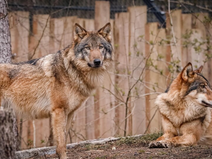 2026-04-01_Europäischer-Wolf_4_Felix_Albrecht