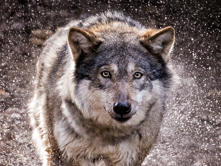 Wolf_Hellabrunn_2014_Anette Wagner