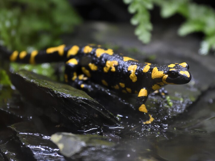 20211007_Feuersalamander_GemmaBorrell
