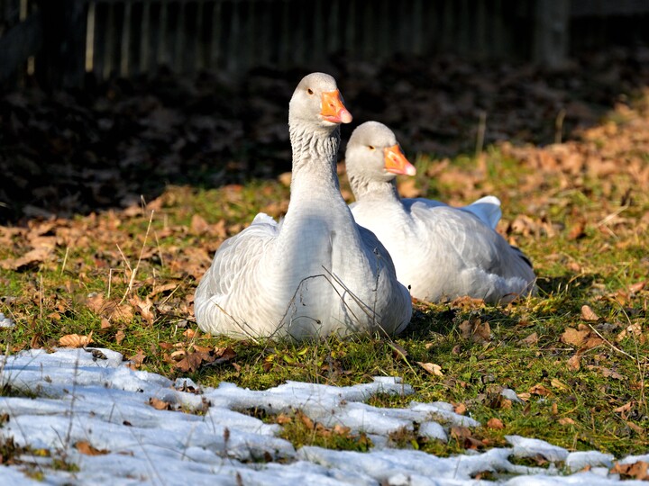2026-01-23_Fränkische-Landgans_Birgit_Mohr