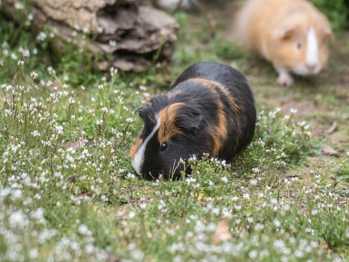 20210409_Meerschweinchen_DanielaHierl_Hellabrunn