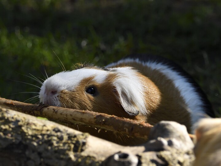 20210903_Hausmeerschweinchen_GemmaBorrell_Hellabrunn