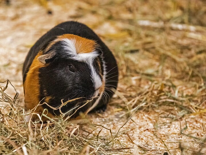2022-04-11_Hausmeerschweinchen_Maria-Fencik_1