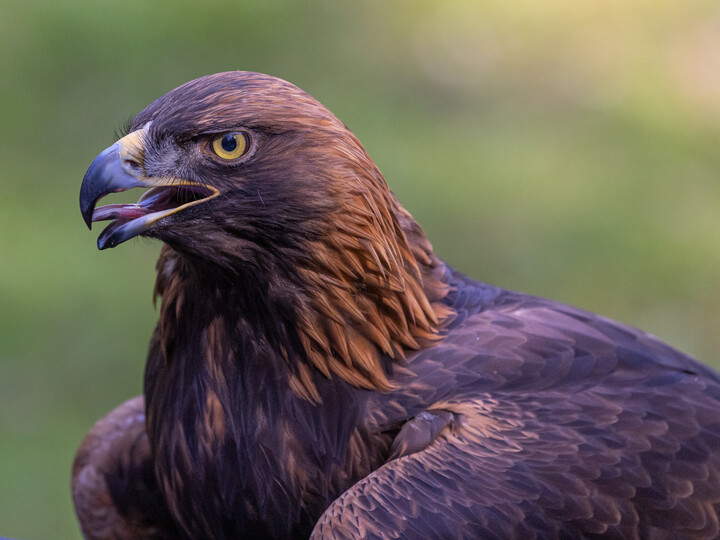 2024-10-07_Steinadler_Petra_Stöbe-Piwerka2