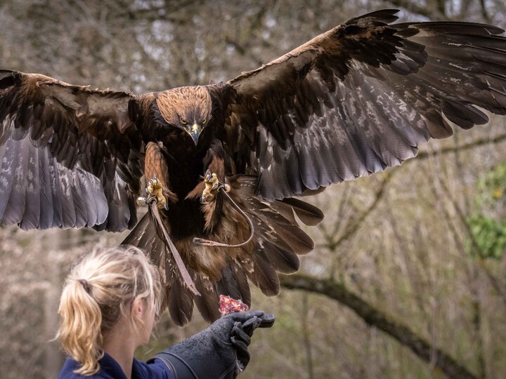 Steinadler Adonis_Hellabrunn_2014_Annette Wagner (6)