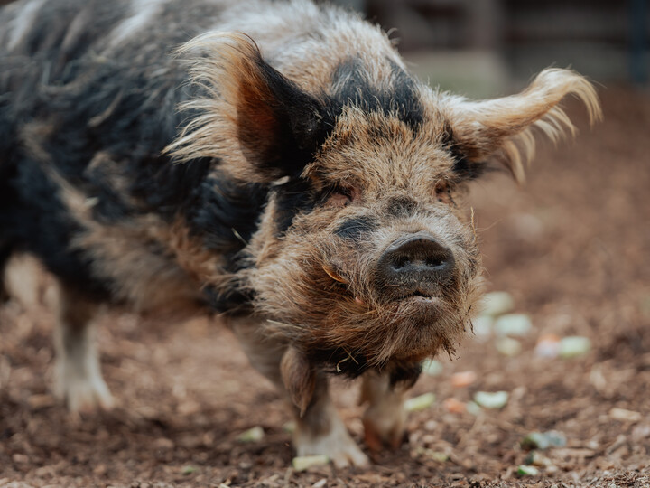 Kunekune