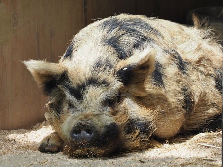 Kunekune