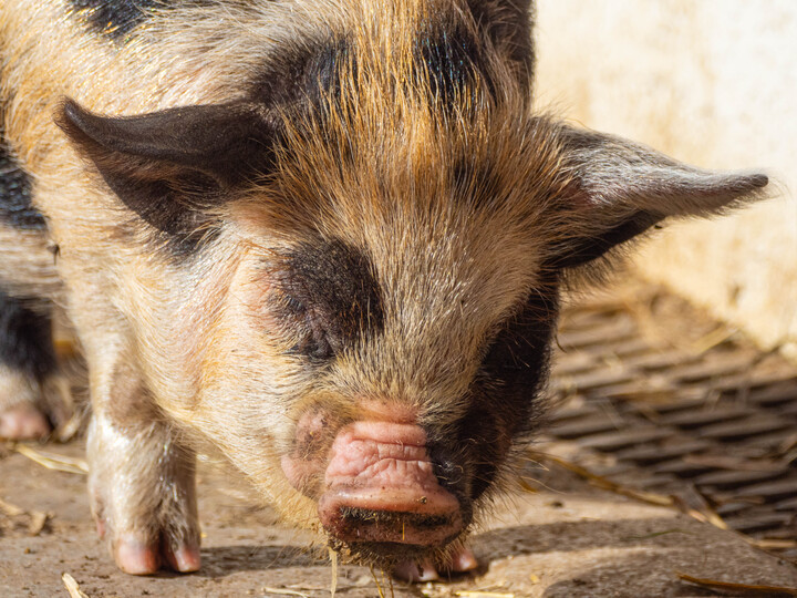 Kunekune
