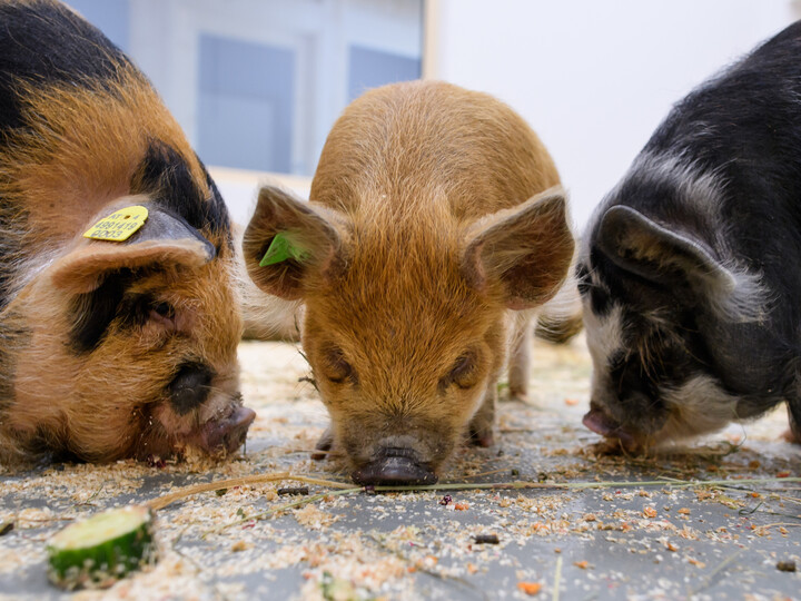 Kunekune