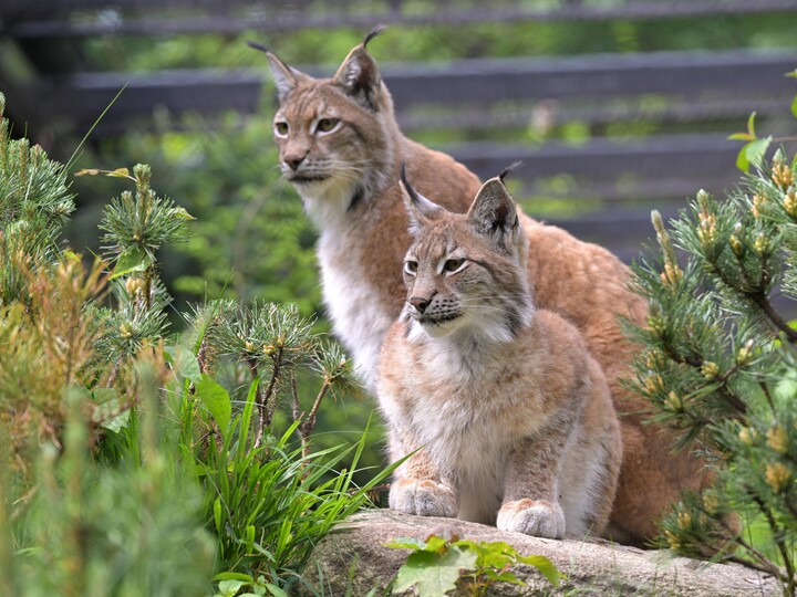 20125-05-17_Europäischer-Luchs_Birgit_Mohr
