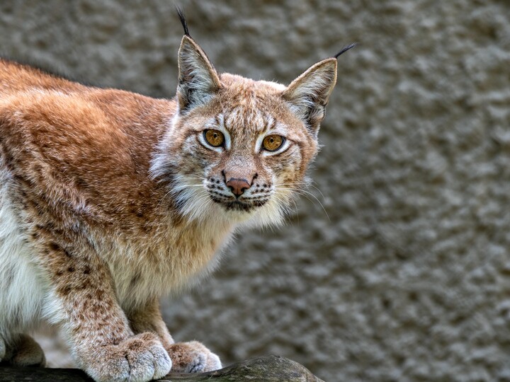 2025-08-09_Europäischer_Luchs_Martin_Russ