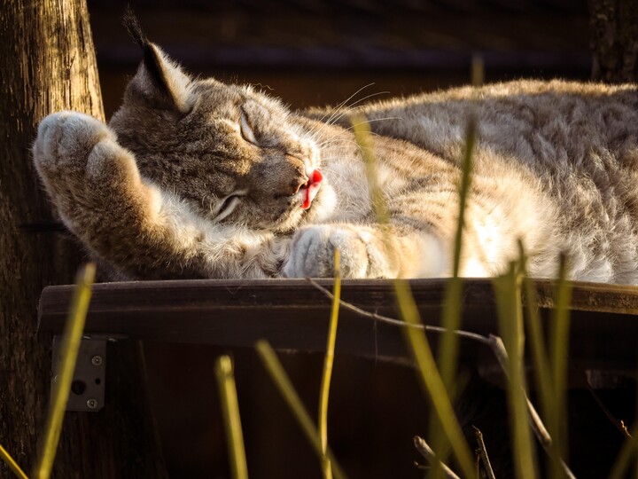 2026-02-03_Europäischer-Luchs_Felix_Albrecht