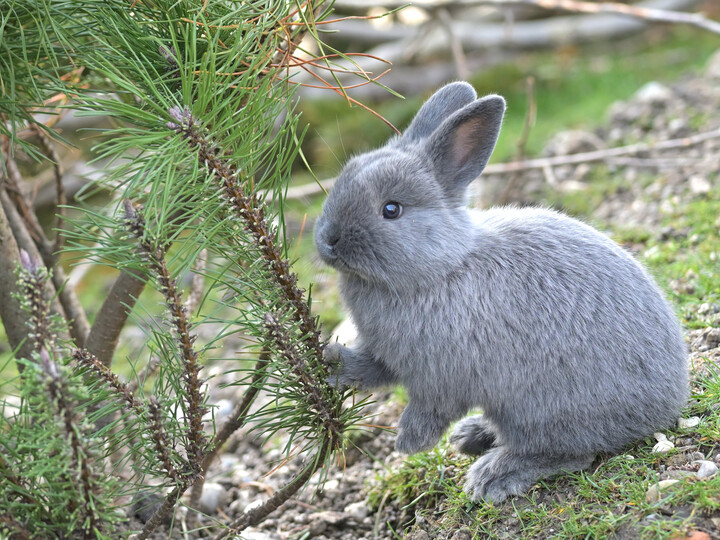 Marderkaninchen-_Birgit_Mohr
