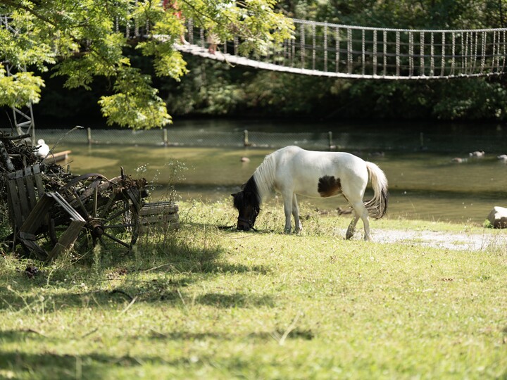 2024-08-29_Shetland_Pony_Melvin_Alles_2