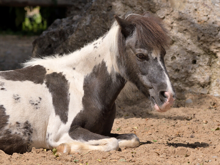 Shetland-Pony_GemmaBorrell_Hellabrunn 2