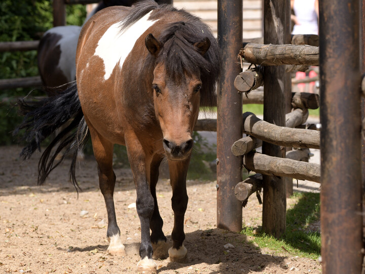 Shetland-Pony_GemmaBorrell_Hellabrunn 3