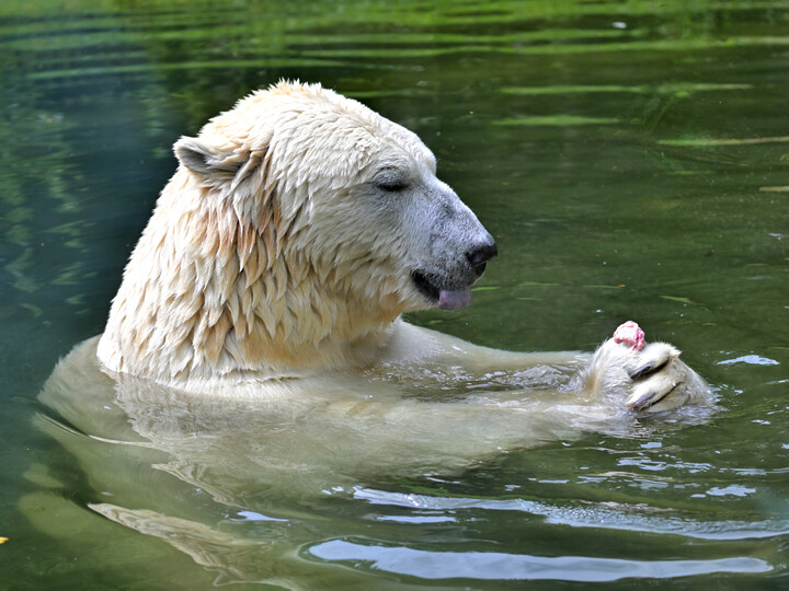 2024-07-13_Eisbär_Birgit_Mohr_3