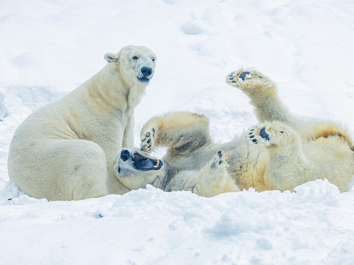 2026-02-20_Eisbär-6_Maria-Fencik