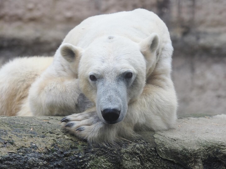 2026-03-18_Eisbär_Eva-Korb