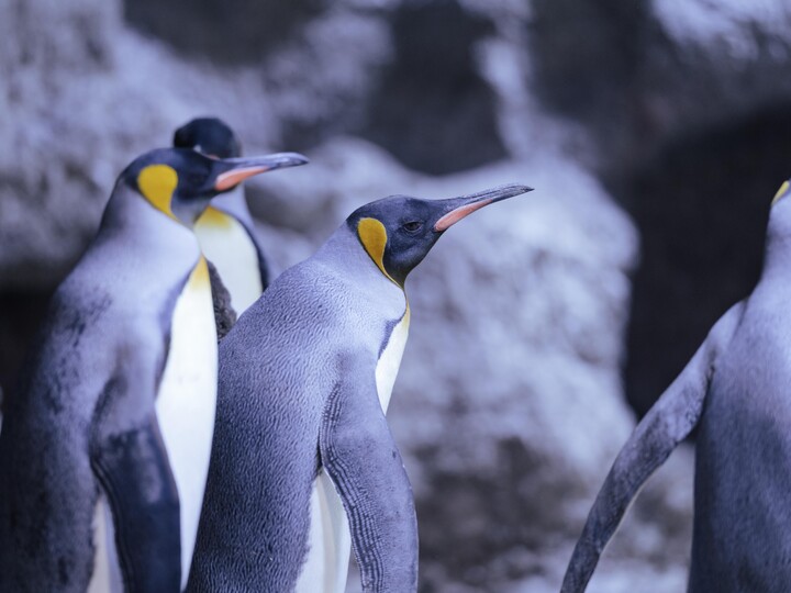 2025-10-30_Königspinguin_Jan_Saurer
