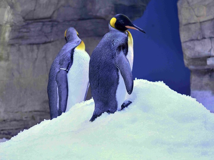 Königspinguin_Birgit_Mohr
