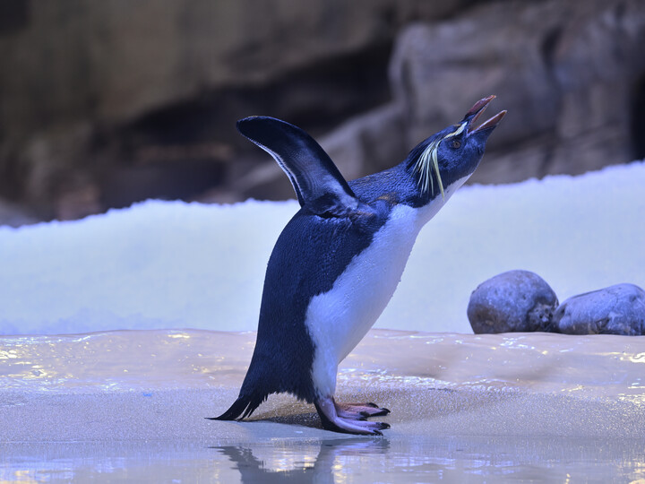 2024-12-07_Nördlicher-Felsenpinguin_Birgit_Mohr
