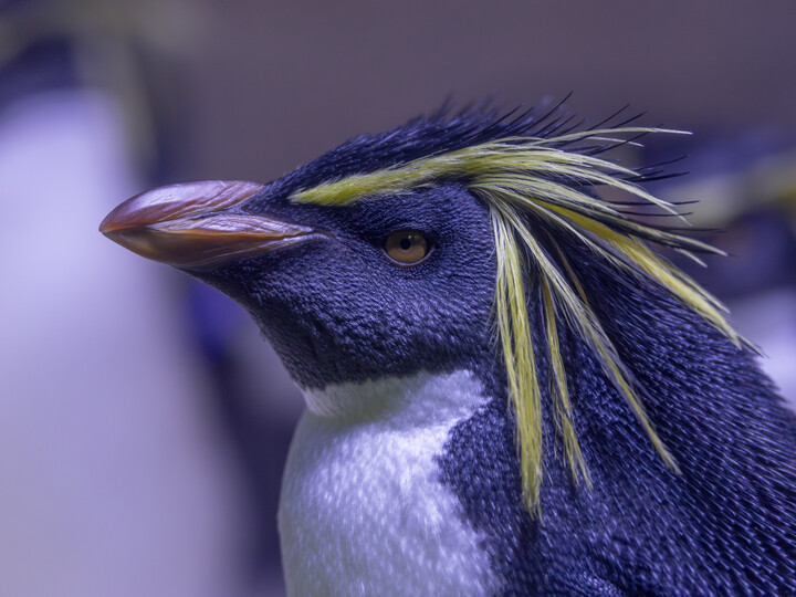 Nördlicher-Felsenpinguin_Julien_Huber