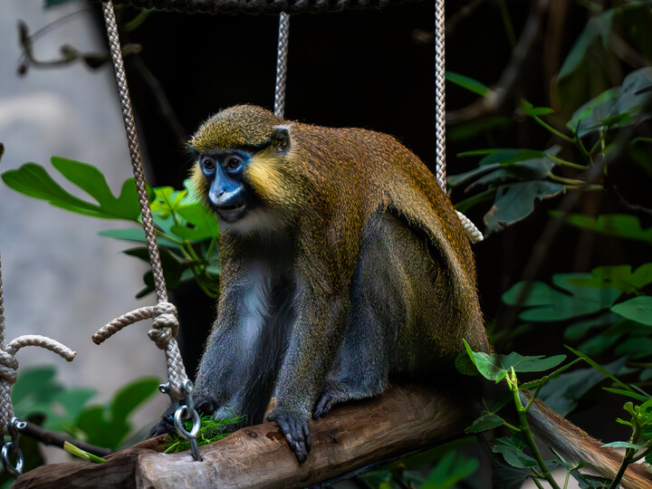 Blaumaulmeerkatze
