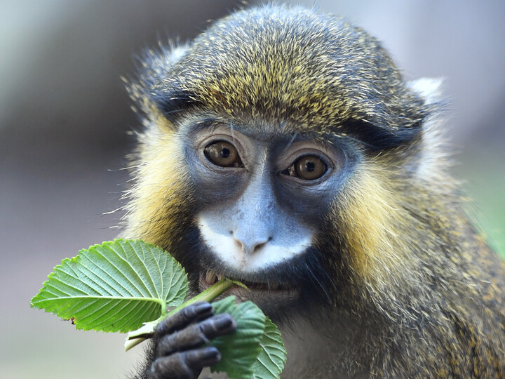 Blaumaulmeerkatze