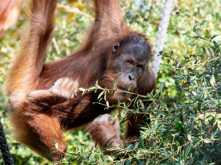 Sumatra-Orang-Utan