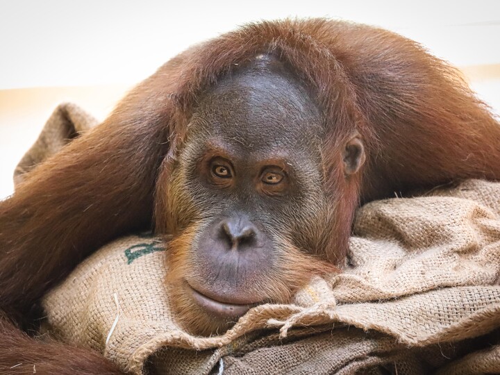 Sumatra-Orang-Utan