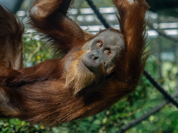 Sumatra-Orang-Utan