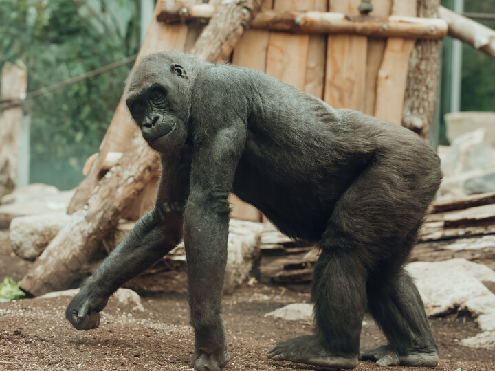 Westlicher Flachlandgorilla läuft in der Anlage