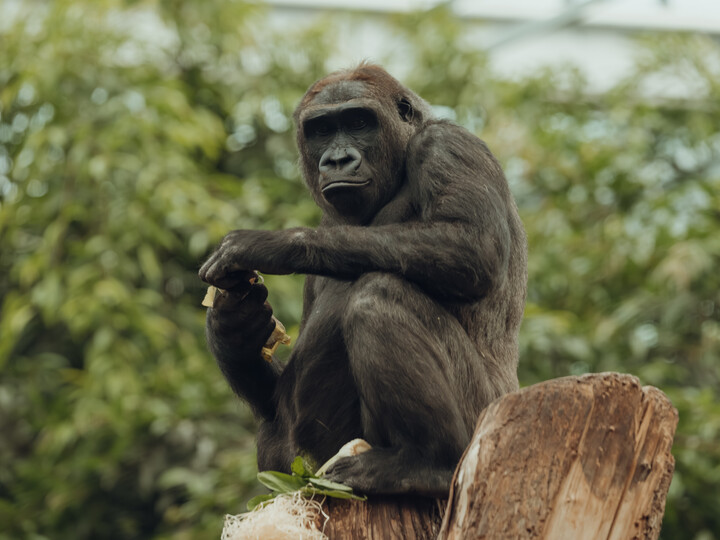 Westlicher Flachlandgorilla sitzt in den Bäumen