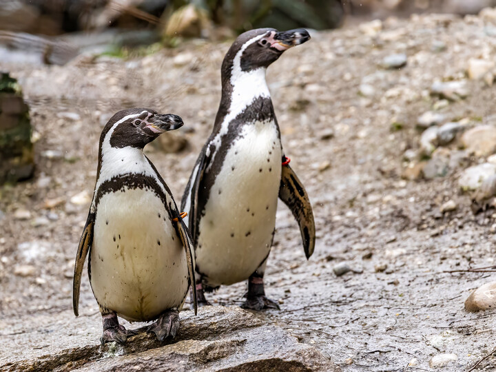 Humboldtpinguin